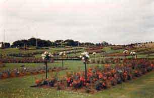 This is not in Portadown but at Derriaghy, near Belfast, the pic shows part of Sam McGredy's display and retail outlet