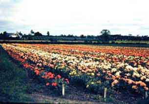 David Webb Photos 1960s-70s - Mullavilly, Sam McGredy's rose fields