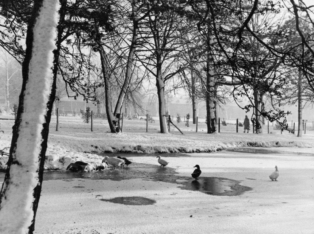 1958 the old pond which was filled in the 1960's